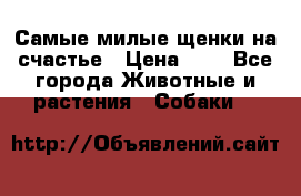 Самые милые щенки на счастье › Цена ­ 1 - Все города Животные и растения » Собаки   